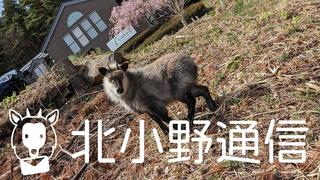 北小野通信 桜の季節、珍客来訪？