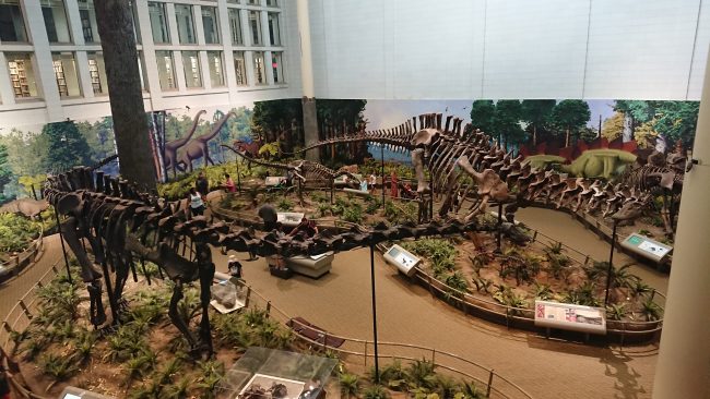 恐竜の化石