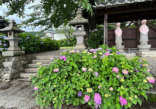 法船寺の紫陽花