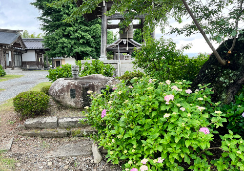 法船寺の紫陽花
