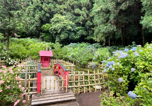 弘長寺の紫陽花