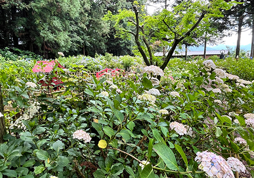 弘長寺の紫陽花