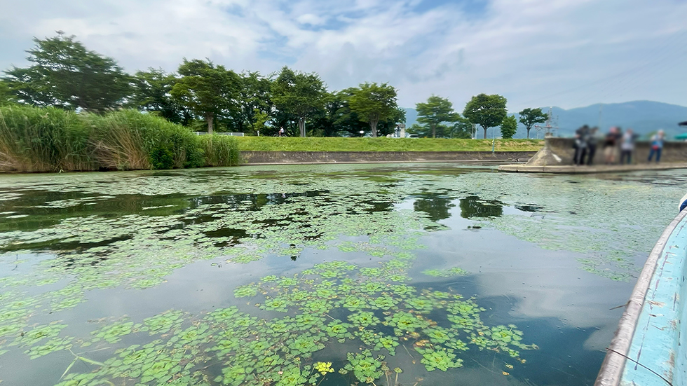 諏訪湖の湖面のヒシ