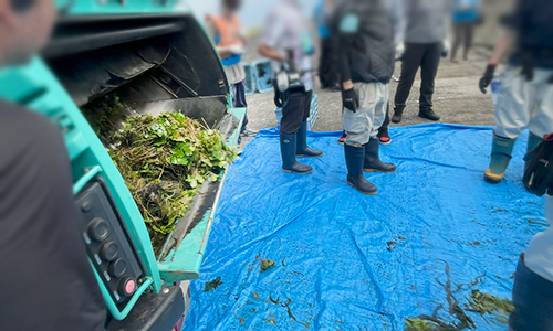 ヒシは回収車で回収される