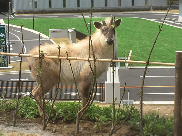 こんなに近くに白カモシカ